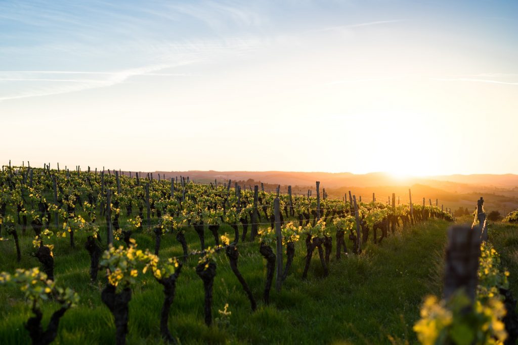 Le Côtes de Bordeaux: un'unione di produttori e vigneti AOC