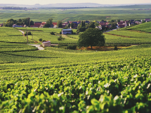 Champagne Grand Cru Guida ai 5 Villaggi più Prestigiosi